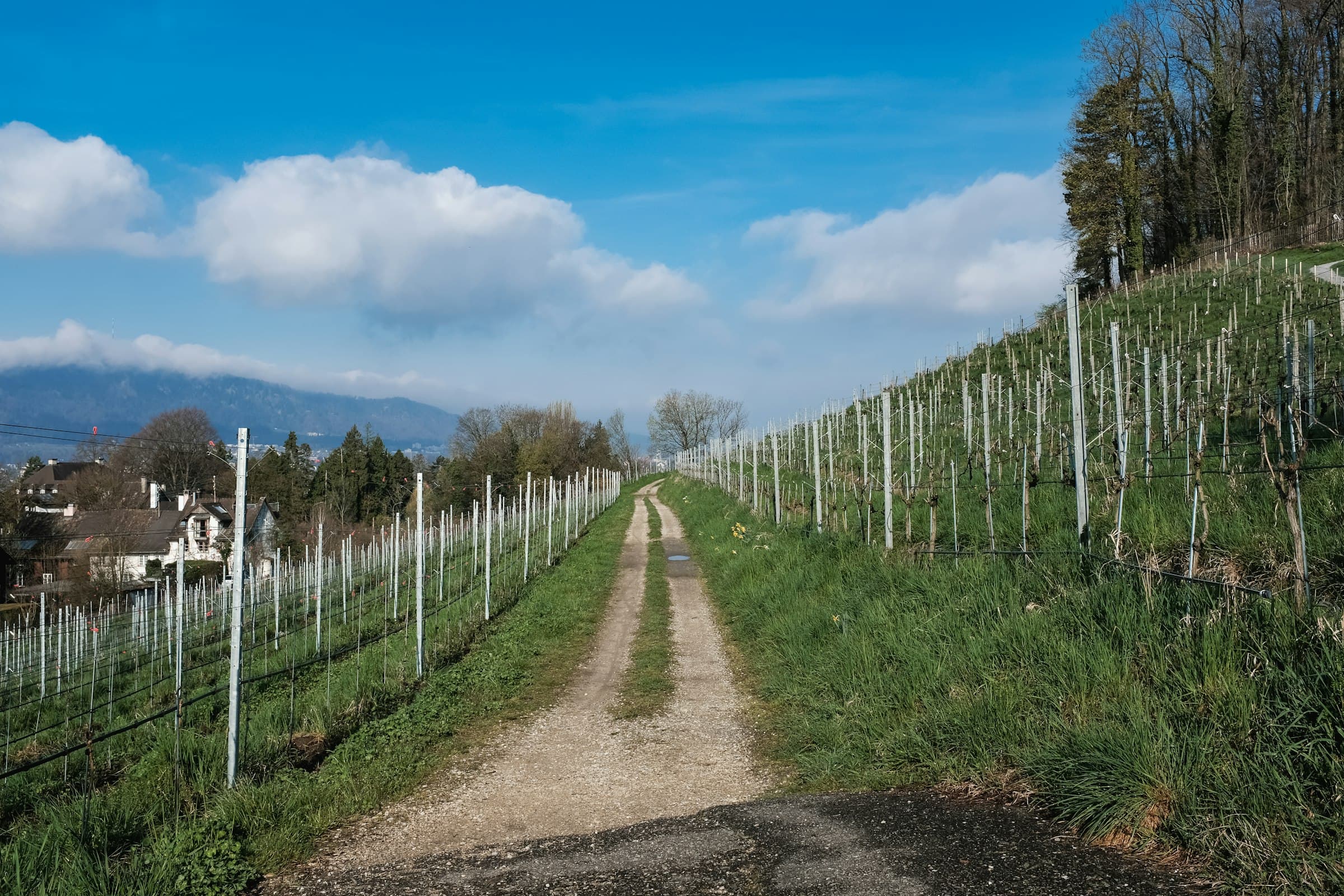 Ein Feldweg führt durch einen Rebberg mit Blick auf sanfte Hügel